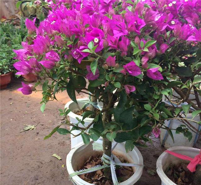 家里养这“4种花”，个个寓意好，开花鲜艳，每天都有好心情
