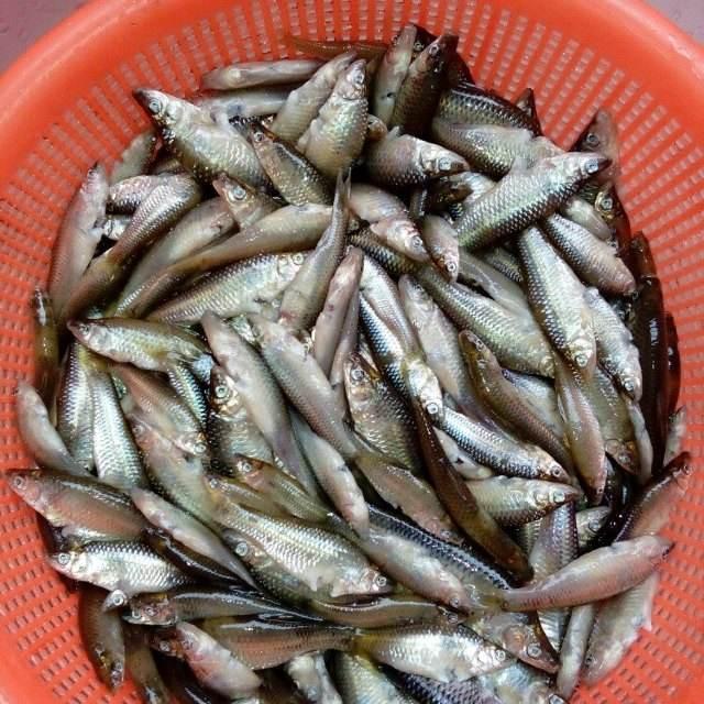 这4种鱼尽量少吃，或含有甲醛和重金属，你知道有哪几种吗？