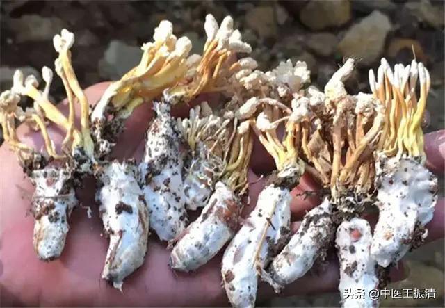 中药“金蝉花”在癌症患者中的药用价值