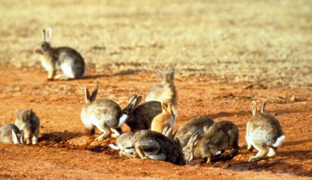 澳洲野兔泛滥堪称灾难，数量已达百亿，最有效的解决办法来自我国