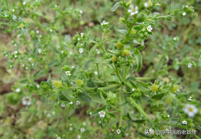 每天学习一味中药——鹤虱