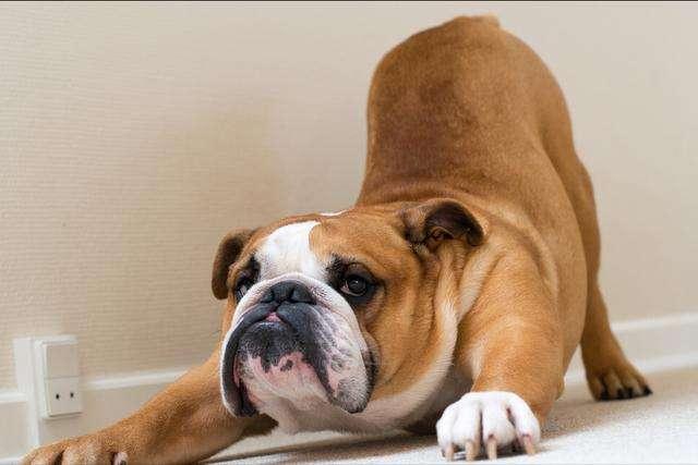 英国斗牛犬身上怎么那么臭（英国斗牛犬除臭方法）