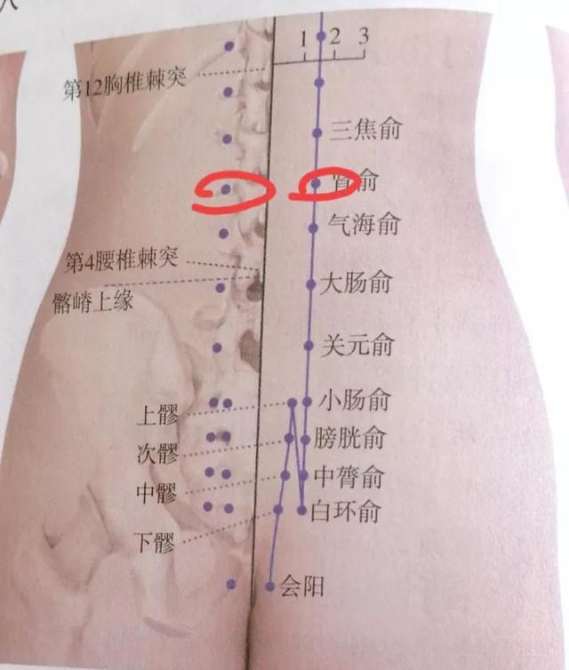 每日一穴——肾俞