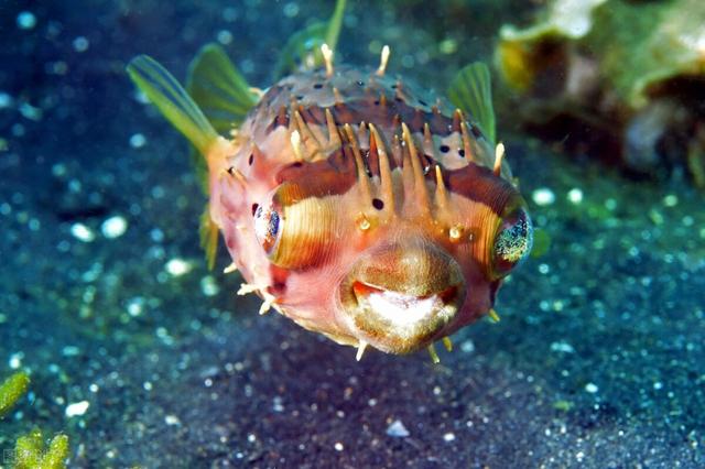 這五種生氣會變胖的魚 你知道哪些 第五名稱號可不少 Kks資訊網