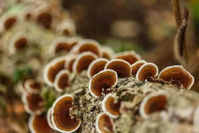 肝不好的人，能吃木耳吗？立秋后，3种伤肝物少吃，或利于清肝火