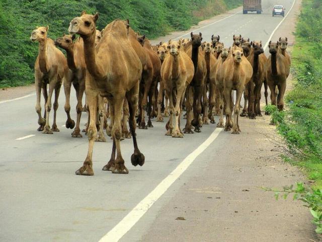 3小时射杀113头骆驼！澳大利亚农民怒了，再不杀骆驼就没水喝了