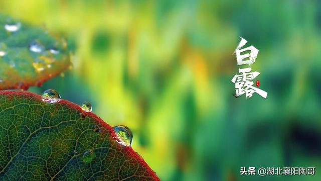 白露到，吃3物，饮2水，食1肉，做1事，润秋燥解秋乏，健康养生