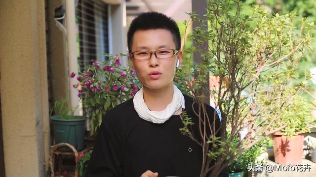 杜鹃花的养殖方法和注意事项（园艺师教你杜鹃花怎么养）