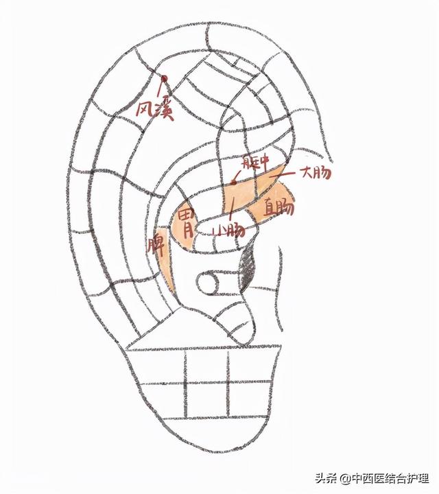 「中医耳穴」耳穴治疗腹泻，这几个穴位记准了