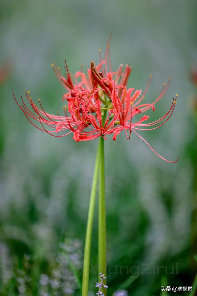 红色彼岸花的花语 无尽的永生 灭世的前兆 彼岸的召唤 太阳信息网