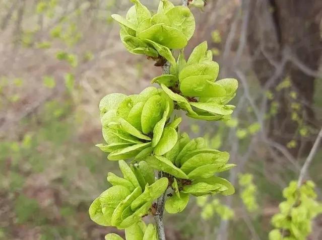 12種可食用野菜，怎麼做都好吃，再不挖點嘗嘗，就要老瞭