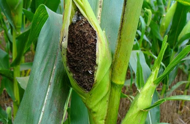 长在玉米上的“瘤状物”是啥？虽然看着恶心，但是药用价值还挺高