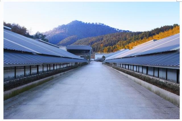 互联网大佬宣布养猪，一头猪被拍出27万元，丁磊为什么会选择养猪