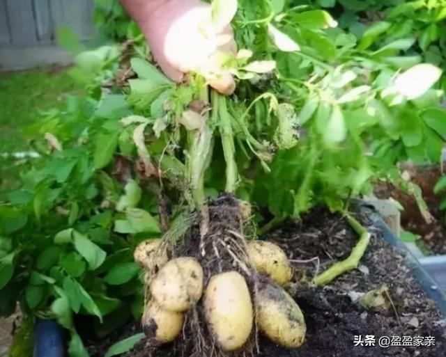 土豆发芽后去掉芽可不可以食用呢？