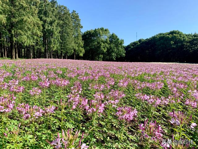 開在上海共青森林公園的醉蝶花 滬上隨筆 14 中國熱點