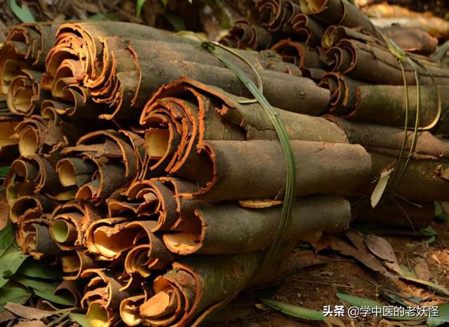 每日一中药——肉桂