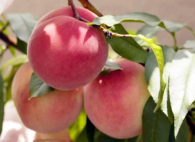 “春吃芽，夏吃瓜，秋吃果”，秋天多吃6果，或有意想不到的收获