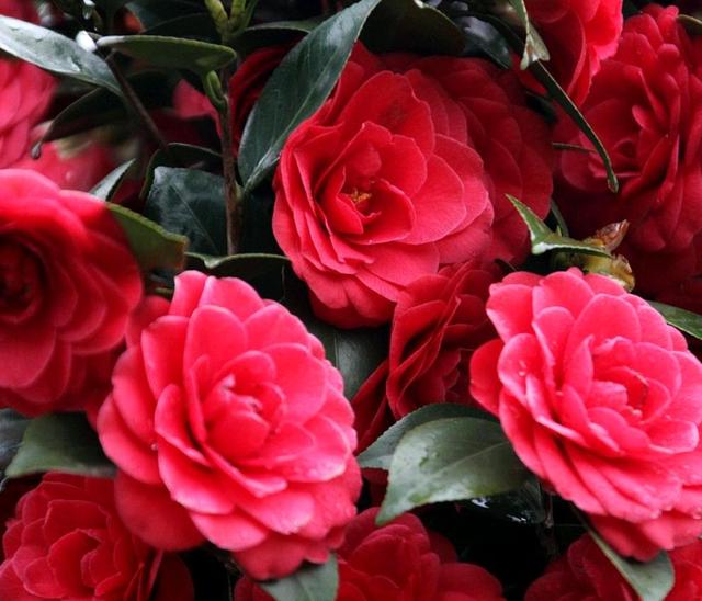 家里养上3种 吉祥花 吉祥富贵又喜庆 颜值还都很高 Zh中文网