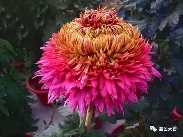 文章图片6