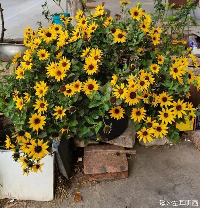 夏天开什么花有哪些（30种夏天开的花）