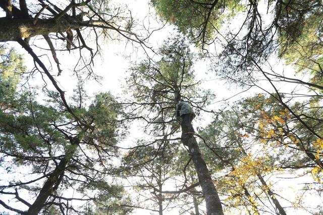 小小的松子，美味酥香之外，还有人间疾苦和大自然的魅力