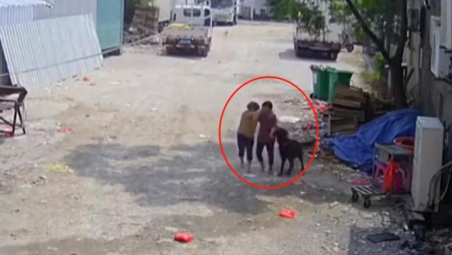 福建七旬老人被恶犬咬死，事发后狗还好好养着，死者家属：难以接受