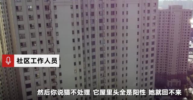 哈尔滨三只猫阳性被安乐死，你怎么看？