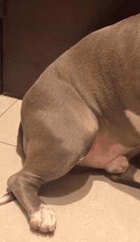 恶霸犬:恶霸犬怕打雷，吓得大腿肌肉狂抖，网友：对得起你的长相吗