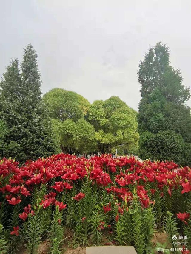 走进紫晨广场：文/李生财，图/郭翠枝