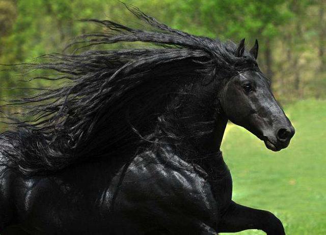 冷芝士黑马品种(冷芝士黑马是什么颜色)