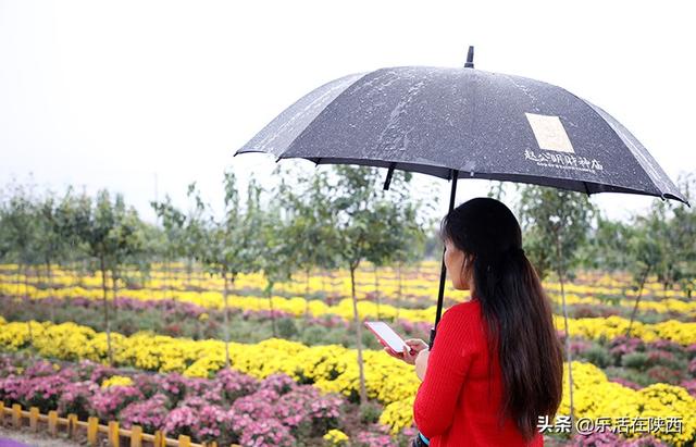 小火锅图片高清图片(鲜香菊花配火锅高清大图)