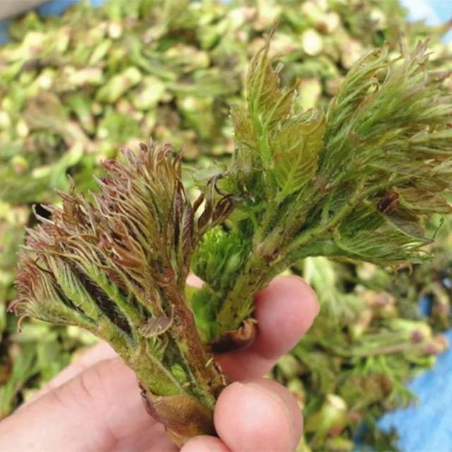 12種可食用野菜，怎麼做都好吃，再不挖點嘗嘗，就要老瞭