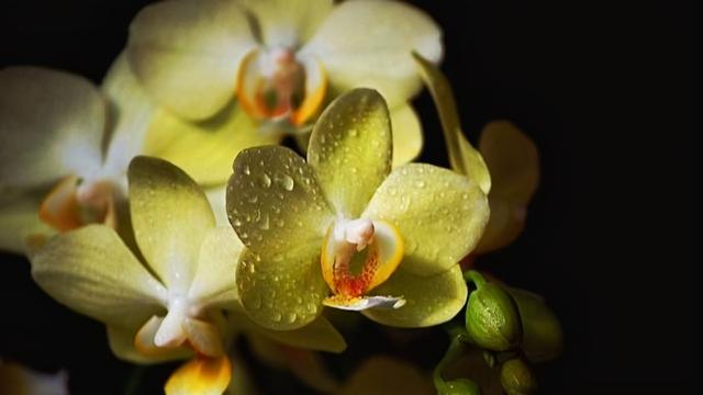 什么叫白眼狼（白眼狼的人有哪些特征）