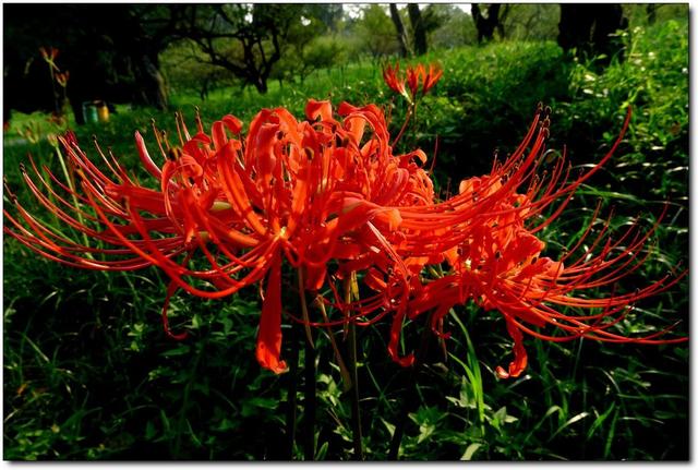 冥界之花有哪些（盘点6种很美的“冥界之花”）