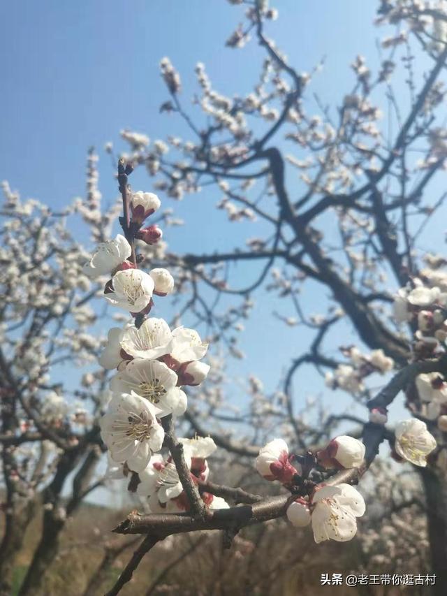 那年花开杏正黄 太阳信息网