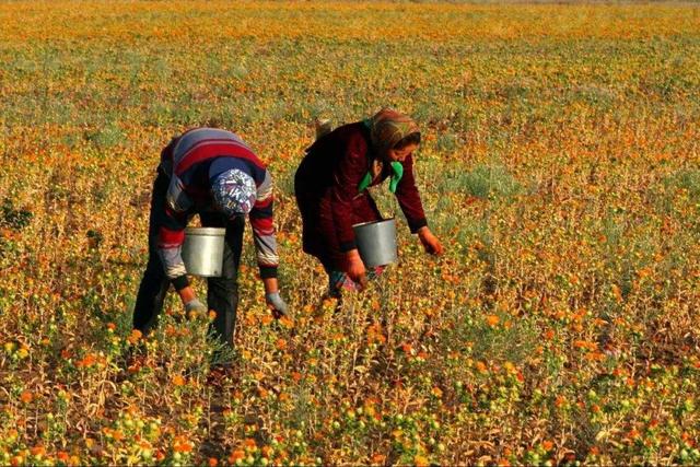 中國新疆生活紀實聽說去新疆幹農活很掙錢不顧家人反對跑到新疆在新疆