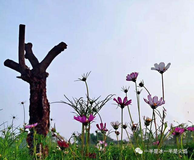 隨筆 八月 秋花 秋語