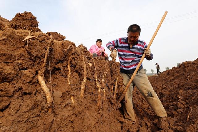 山药豆是山药的宝宝吗？