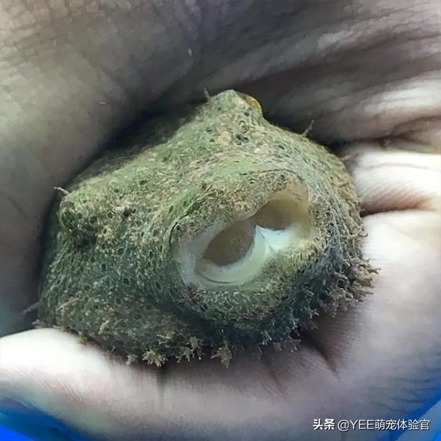 长毛鱼:长毛鱼，疑似一种模样奇怪的新物种(通体白毛)