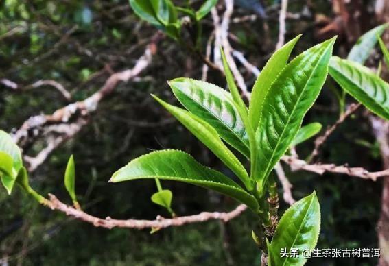 三分鐘解讀 普洱茶的歷史 如何催生了眾人熟悉的茶馬古道 Kks資訊網