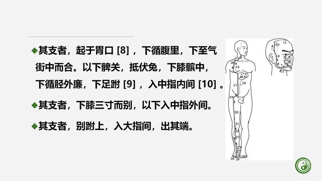 足阳明胃经与腧穴