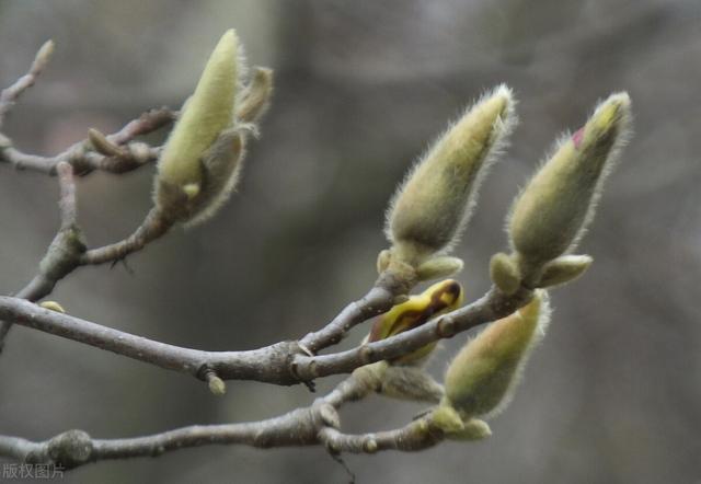 鼻塞 流涕 头痛 请使用这防治鼻病的心意花 辛夷花 全网搜