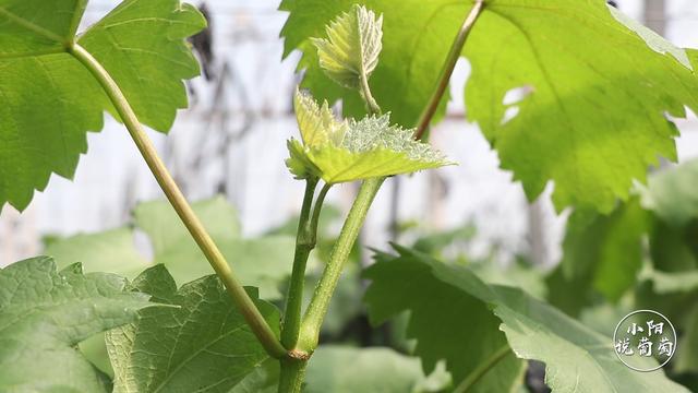 葡萄有冬芽,夏芽,主梢,副梢之分.