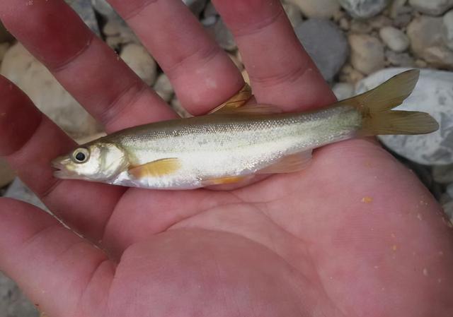 这4种鱼或会影响健康，提醒家里人最好少往餐桌上摆