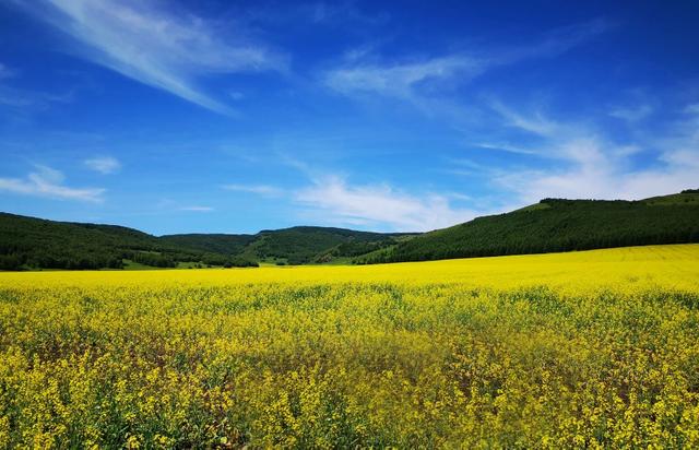 盛夏一路向北行草原篇 黑土地上的金色花海 Kks資訊網