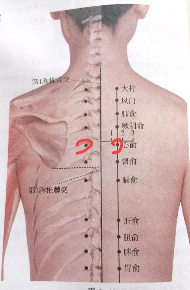 心俞简单准确位置图片图片