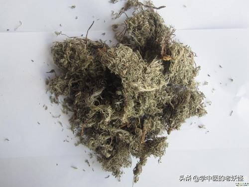 每日一中药——茵陈