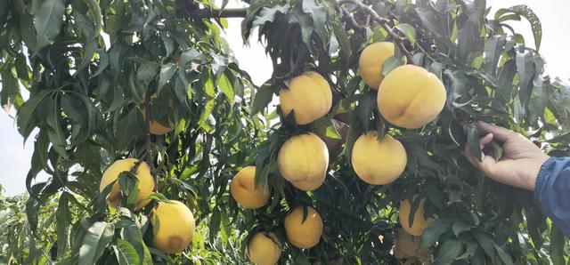 驻马店市驿城区蚁蜂镇：瓜果飘香 产业兴旺