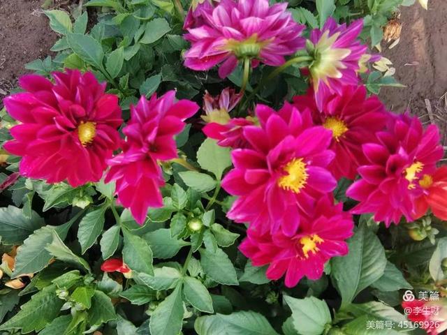 走进紫晨广场：文/李生财，图/郭翠枝