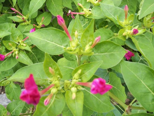 老年人记住“二少”益于身体健康，有助延年益寿